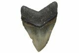 Serrated, Fossil Megalodon Tooth - North Carolina #345655-2